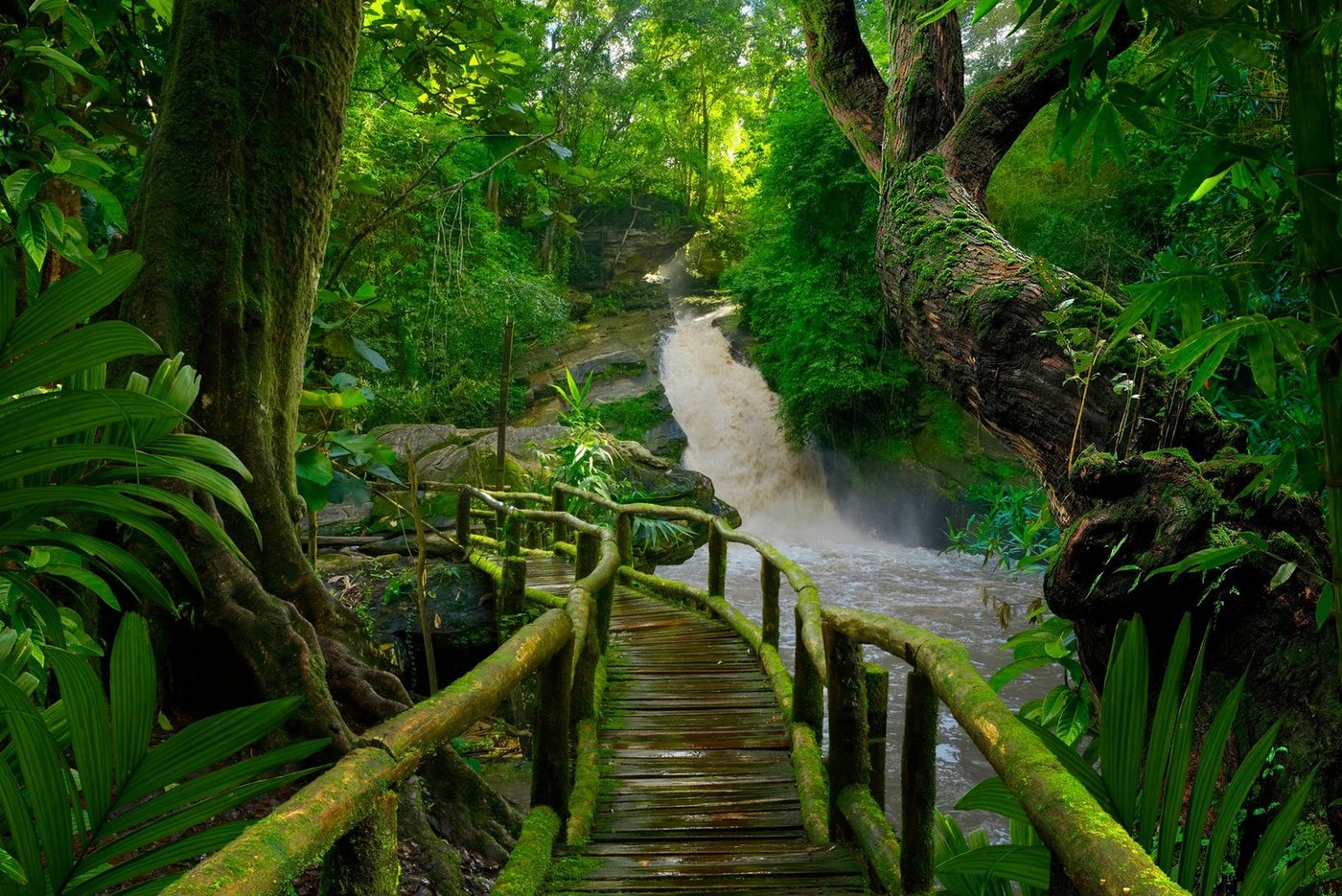 Papermoon Fototapete TROPISCHER WALD-BAUM DSCHUNGEL SONNE WEG WASSERFALL von Papermoon