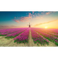 Papermoon Fototapete "TULPEN-NATUR BLUMEN LANDSCHAFT WINDMÜLE LAVENDEL BLUMEN" Papermoon Fototapete "TULPEN-NATUR BLUMEN LANDSCHAFT WINDMÜLE LAVENDEL BLUMEN" von Papermoon