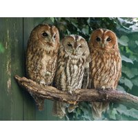 Papermoon Fototapete "Tawny Owls" von Papermoon