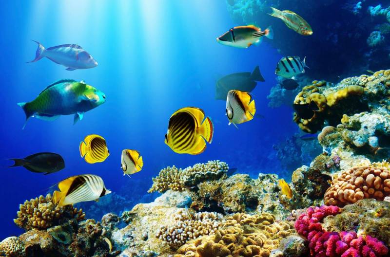 Papermoon Fototapete UNTERWASSER-WELT-FISCHE KORALLE SEE MEER TIERE OZEAN von Papermoon