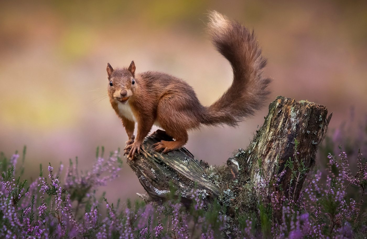 Papermoon Fototapete VLIES-Tapete Premium "Design Foto Landschaft, Tiere,", Kleister KOSTENLOS, reduziert, 3D-Effekt, restlos trocken abziehbar, (7884), Wandtapete Bild Dekoration Wand-Dekor Motiv Tapete Poster von Papermoon