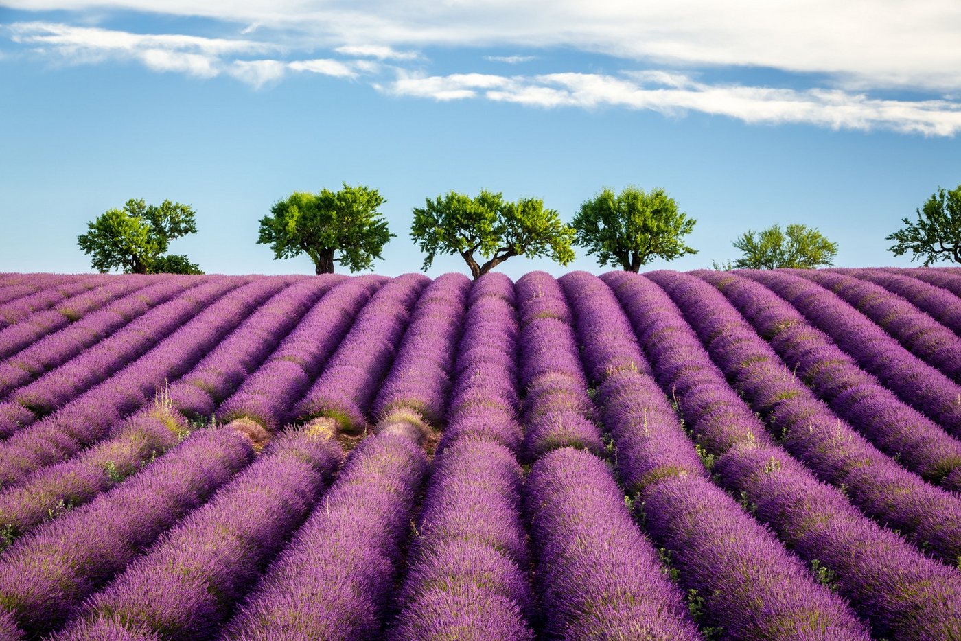 Papermoon Fototapete VLIES-Tapete Premium "Felder", Kleister KOSTENLOS, reduziert, 3D-Effekt, restlos trocken abziehbar, (3882), Wandtapete Bild Dekoration Wand-Dekor Motiv Tapete Poster von Papermoon