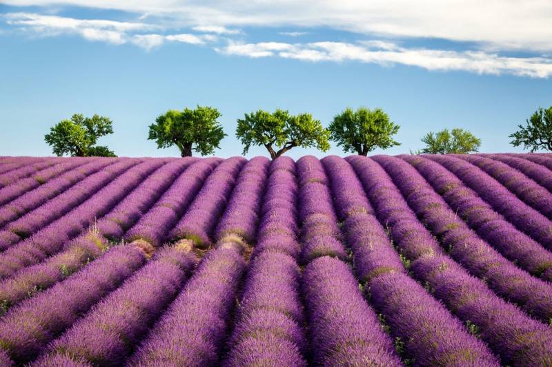 Papermoon Fototapete VLIES-Tapete Premium "Felder", Kleister KOSTENLOS, reduziert, 3D-Effekt, restlos trocken abziehbar, (3882), Wandtapete Bild Dekoration Wand-Dekor Motiv Tapete Poster von Papermoon