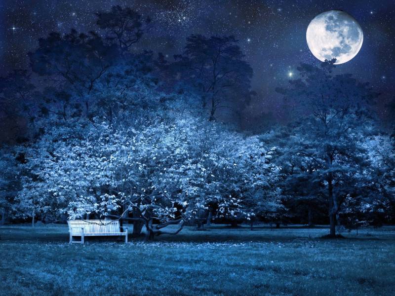 Papermoon Fototapete VOLLMOND-PARK MOND STERNE NACHT WALD BÄUME MYSTISCH von Papermoon