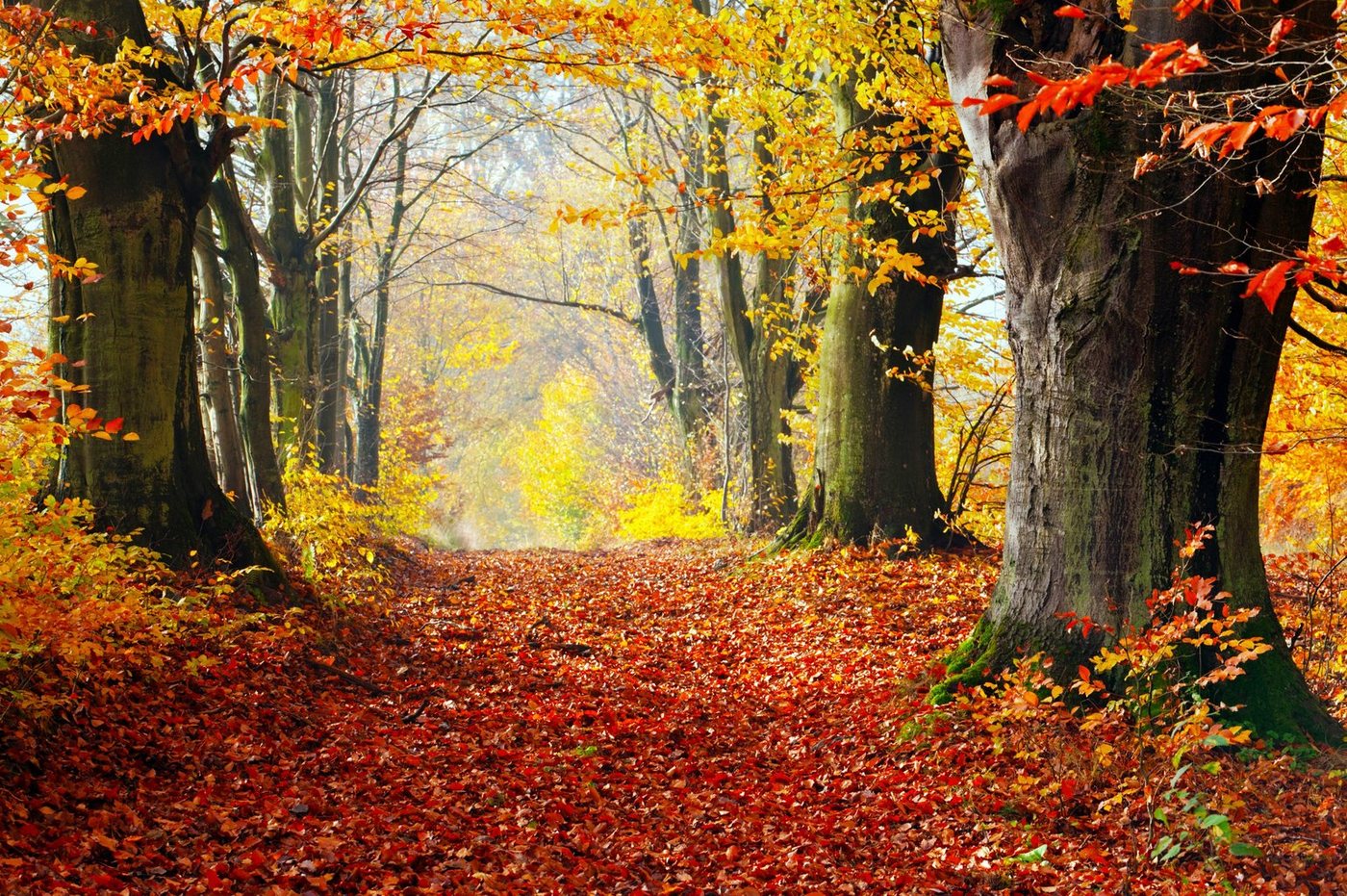 Papermoon Fototapete WALD-HERBST BÄUME NATUR LANDSCHAFT BAUM ALLEE WANDBILD von Papermoon