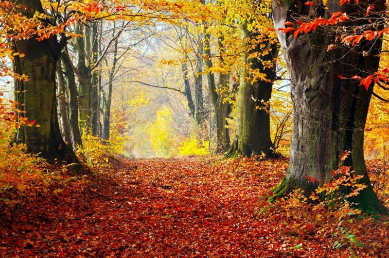 Papermoon Fototapete WALD-HERBST BÄUME NATUR LANDSCHAFT BAUM ALLEE WANDBILD von Papermoon