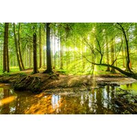 Papermoon Fototapete "WALD-HERBST NATUR LANDSCHAFT BÄUME DSCHUNGEL SEE BIRKEN" von Papermoon