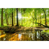 Papermoon Fototapete "WALD-HERBST NATUR LANDSCHAFT BÄUME DSCHUNGEL SEE BIRKEN" Papermoon Fototapete "WALD-HERBST NATUR LANDSCHAFT BÄUME DSCHUNGEL SEE BIRKEN" von Papermoon