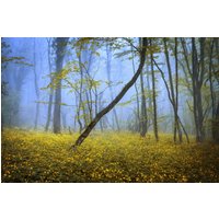 Papermoon Fototapete "WALD-HERBST NATUR LANDSCHAFT BÄUME NEBEL BAUM BLUMEN" von Papermoon