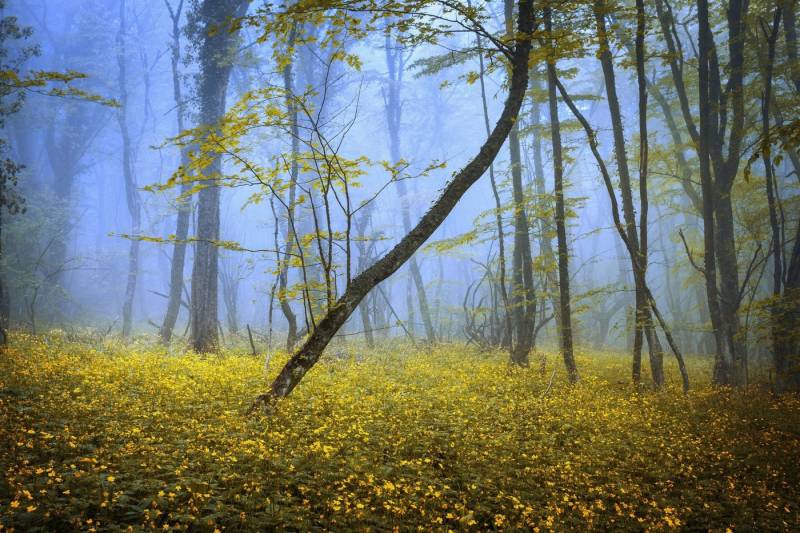 Papermoon Fototapete WALD-HERBST NATUR LANDSCHAFT BÄUME NEBEL BAUM BLUMEN Papermoon Fototapete WALD-HERBST NATUR LANDSCHAFT BÄUME NEBEL BAUM BLUMEN von Papermoon