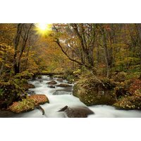 Papermoon Fototapete "WALD-NATUR BÄUME WASSERFALL DSCHUNGEL HERBSTLANDSCHAFT" von Papermoon