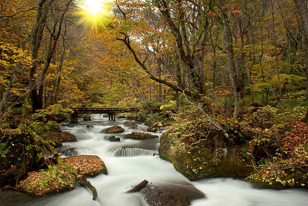 Papermoon Fototapete WALD-NATUR BÄUME WASSERFALL DSCHUNGEL HERBSTLANDSCHAFT von Papermoon