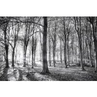 Papermoon Fototapete "Wald Schwarz & Weiß" von Papermoon