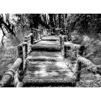 Papermoon Fototapete "Waldbrücke Schwarz & Weiß" von Papermoon