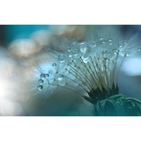 Papermoon Fototapete "Zen Wassertropfen mit Blume Makro" von Papermoon