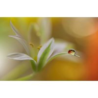 Papermoon Fototapete "Zen Wassertropfen mit Blume Makro" von Papermoon