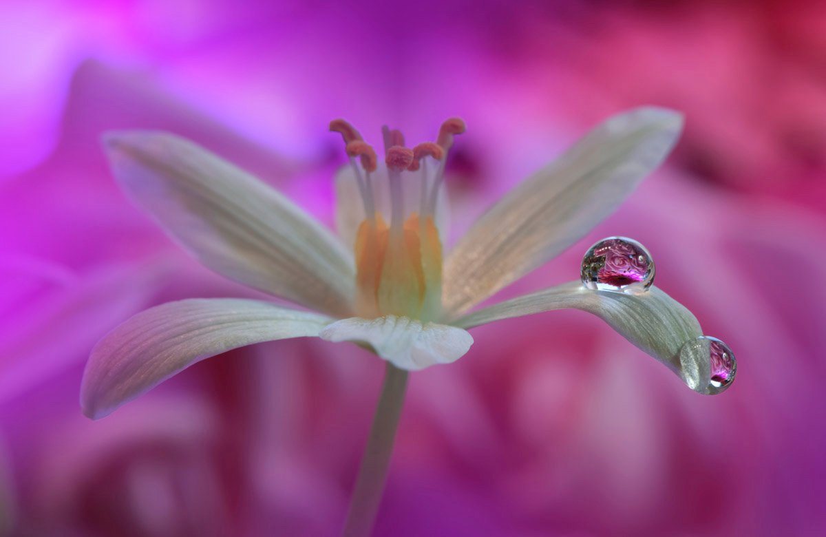 Papermoon Fototapete Zen Wassertropfen mit Blume Makro von Papermoon