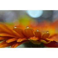 Papermoon Fototapete "Zen Wassertropfen mit Blume Makro" von Papermoon