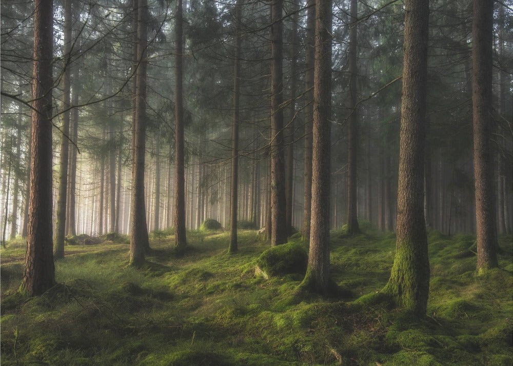 Papermoon Leinwandbild "A sense of spring" von Benny Pettersson, 250 g/m² Galeriedruck, Auf Holzkeilrahmen, brillante UV-beständige Farben, Made in Germany Papermoon Leinwandbild "A sense of spring" von Benny Pettersson, 250 g/m² Galeriedruck, Auf Holzkeilrahmen, brillante UV-beständige Farben, Made in Germany von Papermoon