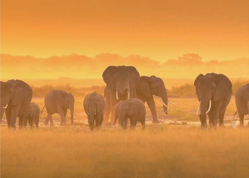 Papermoon Leinwandbild "Golden Light" von David Hua, 250 g/m² Galeriedruck, Auf Holzkeilrahmen, brillante UV-beständige Farben, Made in Germany Papermoon Leinwandbild "Golden Light" von David Hua, 250 g/m² Galeriedruck, Auf Holzkeilrahmen, brillante UV-beständige Farben, Made in Germany von Papermoon