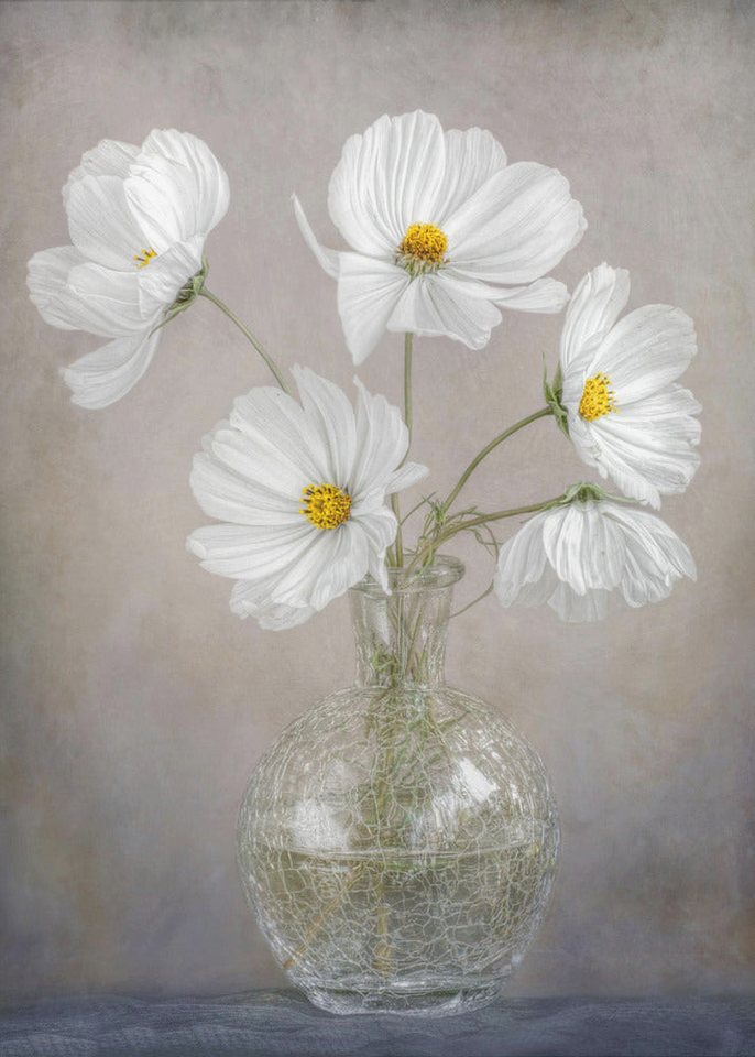 Papermoon Leinwandbild "Simply Cosmos" von Mandy Disher, 250 g/m² Galeriedruck, Auf Holzkeilrahmen, brillante UV-beständige Farben, Made in Germany von Papermoon