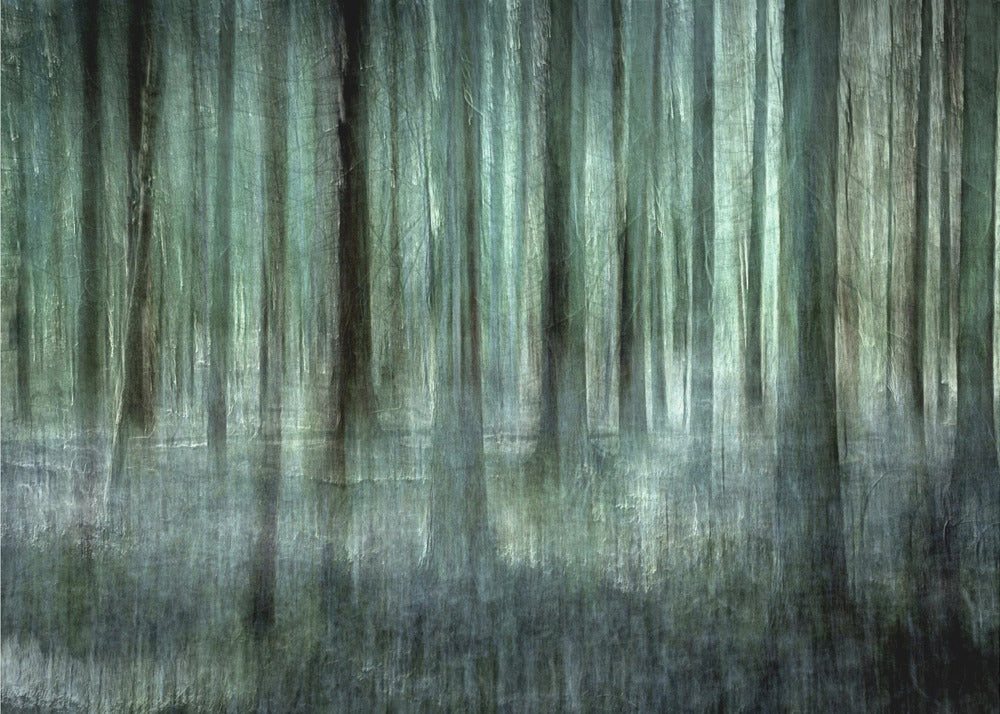 Papermoon Poster "Forest light" von Christina Sillèn, 250 g/m² Galeriedruck, Mit oder ohne Rahmen, brillante UV-beständige Farben, Made in Germany Papermoon Poster "Forest light" von Christina Sillèn, 250 g/m² Galeriedruck, Mit oder ohne Rahmen, brillante UV-beständige Farben, Made in Germany von Papermoon