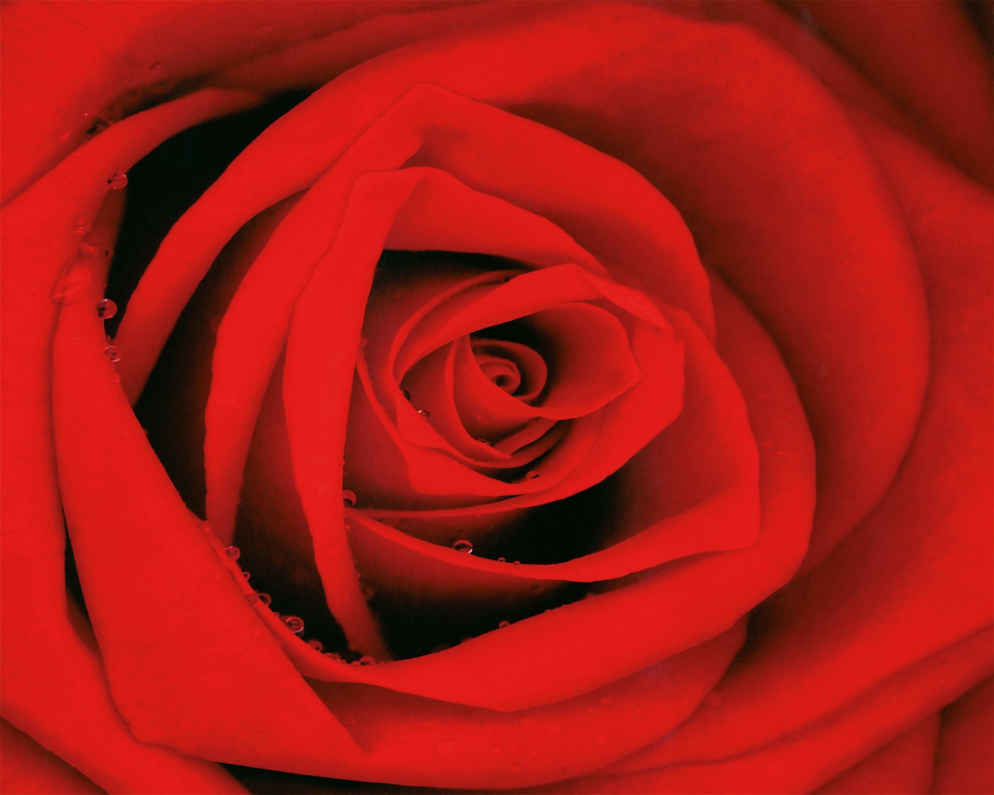 Papermoon Poster Mini-Poster Nr.301 Passion, 40 X 50 CM, (Rose Blume Natur Rot Makro), genormte Postergröße für Rahmen, Bild Dekoration Wanddeko Motiv Tapete von Papermoon