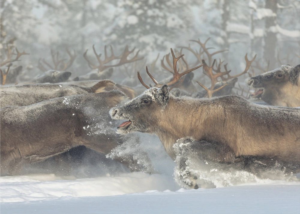 Papermoon Poster Reindeers III, Premium-Leinwanddruck mit UV-beständigen Tinten für intensive Farben Papermoon Poster Reindeers III, Premium-Leinwanddruck mit UV-beständigen Tinten für intensive Farben von Papermoon