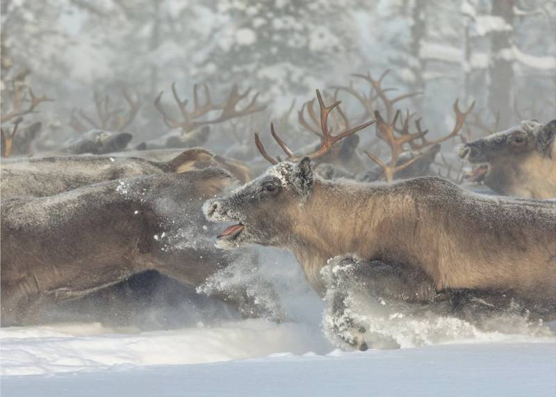 Papermoon Poster Reindeers III, Premium-Leinwanddruck mit UV-beständigen Tinten für intensive Farben von Papermoon