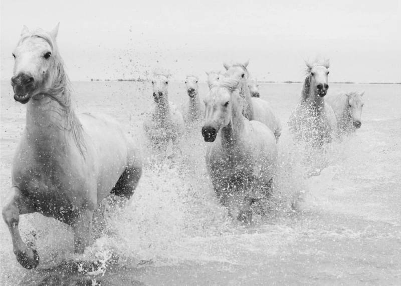 Papermoon Poster "We are coming" von Marketa Zvelebil PhD LRPS CrGP., 250 g/m² Galeriedruck, Mit oder ohne Rahmen, brillante UV-beständige Farben, Made in Germany von Papermoon