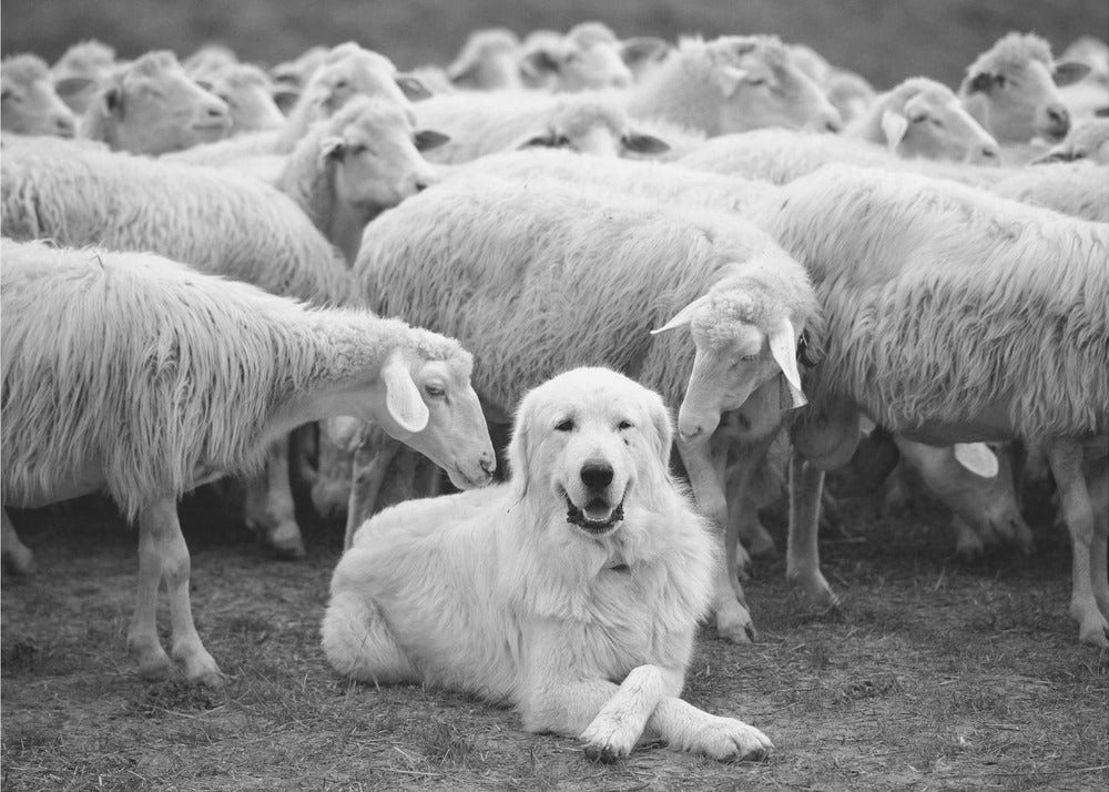 Papermoon Vliestapete "The Boss" von Lucian Constantin, Matt & lichtbeständig, hochwertiges formstabiles Vlies, UV-beständigen Farbe, Made in Germany Papermoon Vliestapete "The Boss" von Lucian Constantin, Matt & lichtbeständig, hochwertiges formstabiles Vlies, UV-beständigen Farbe, Made in Germany von Papermoon