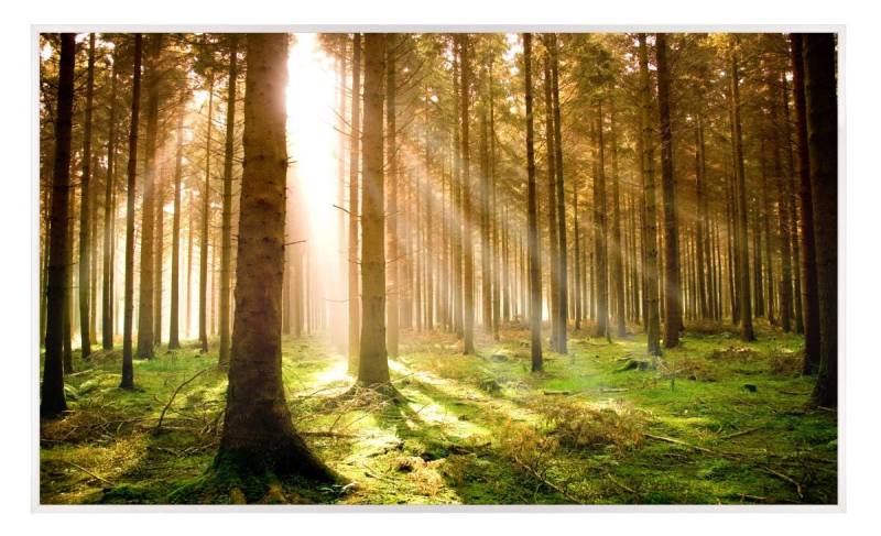 papermoon Infrarotheizkörper EcoHeat 60X100 cm 600 Watt, Pine Forest von Papermoon