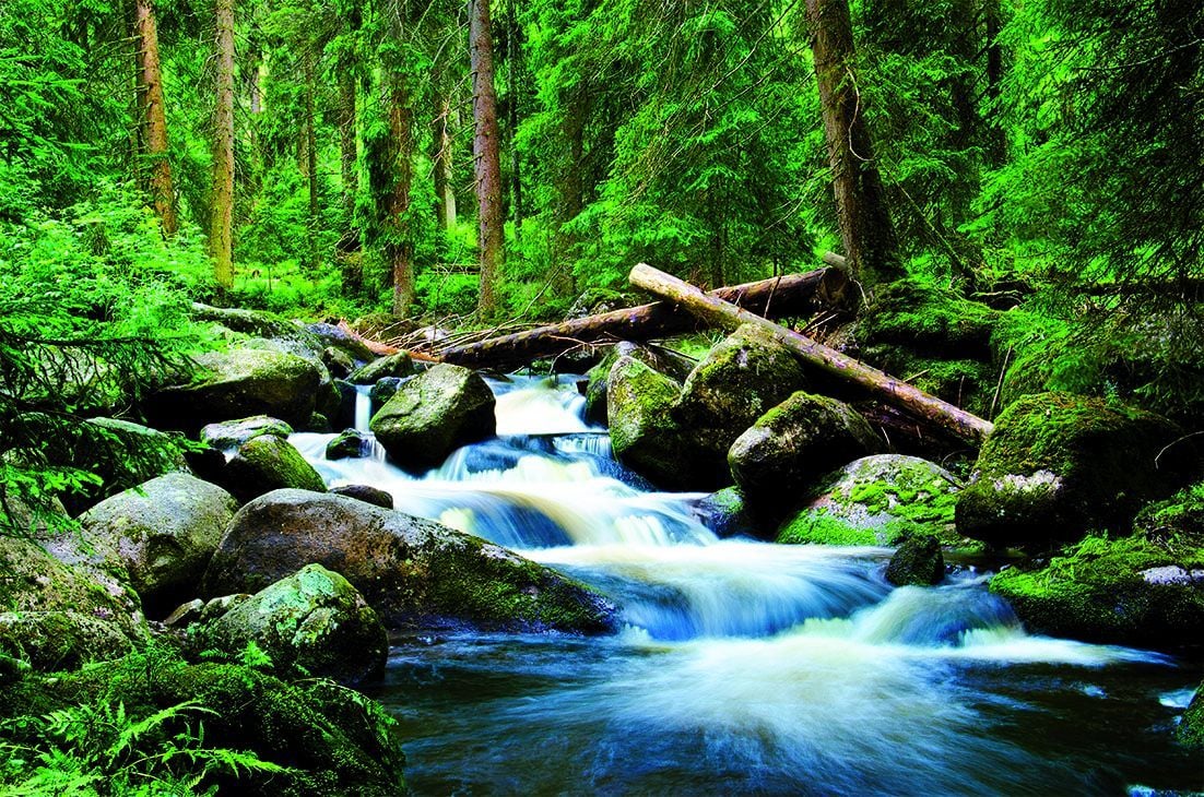 papermoon Vlies- Fototapete Digitaldruck 250 x 180 cm Deep Forrest von Papermoon