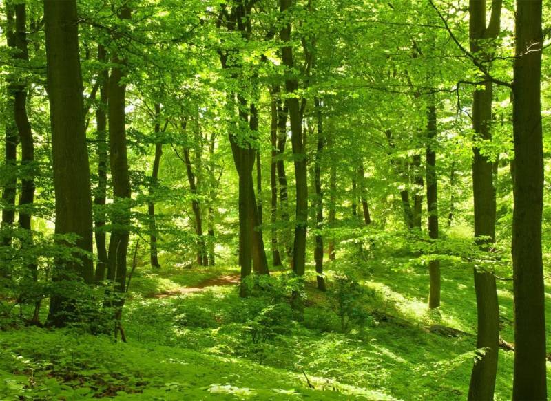 papermoon Vlies- Fototapete Digitaldruck 350 x 260 cm Forest in Spring von Papermoon