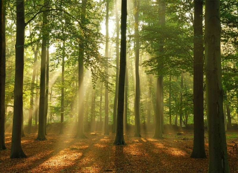 papermoon Vlies- Fototapete Digitaldruck 350 x 260 cm Forest in the Morning von Papermoon