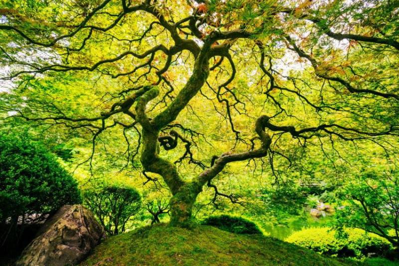 papermoon Vlies-Fototapete Digitaldruck 350 x 260 cm Japanese Maple Tree von Papermoon