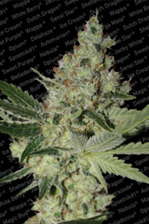 Acid von Paradise Seeds