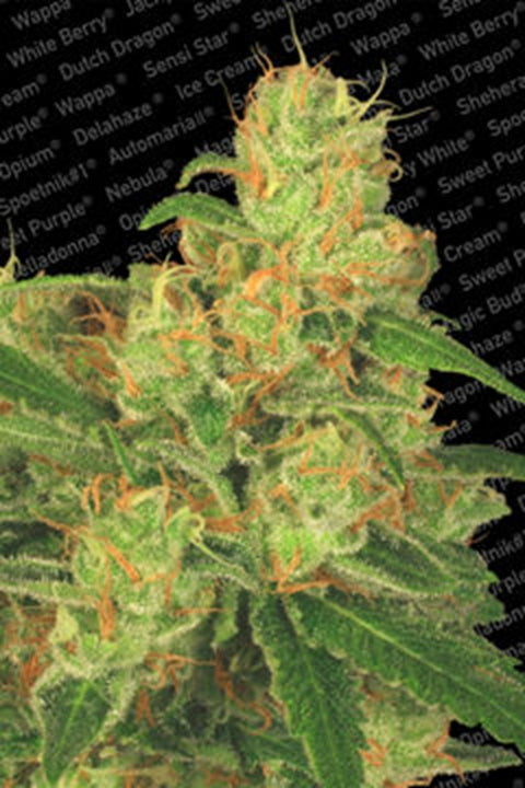 Acid von Paradise Seeds