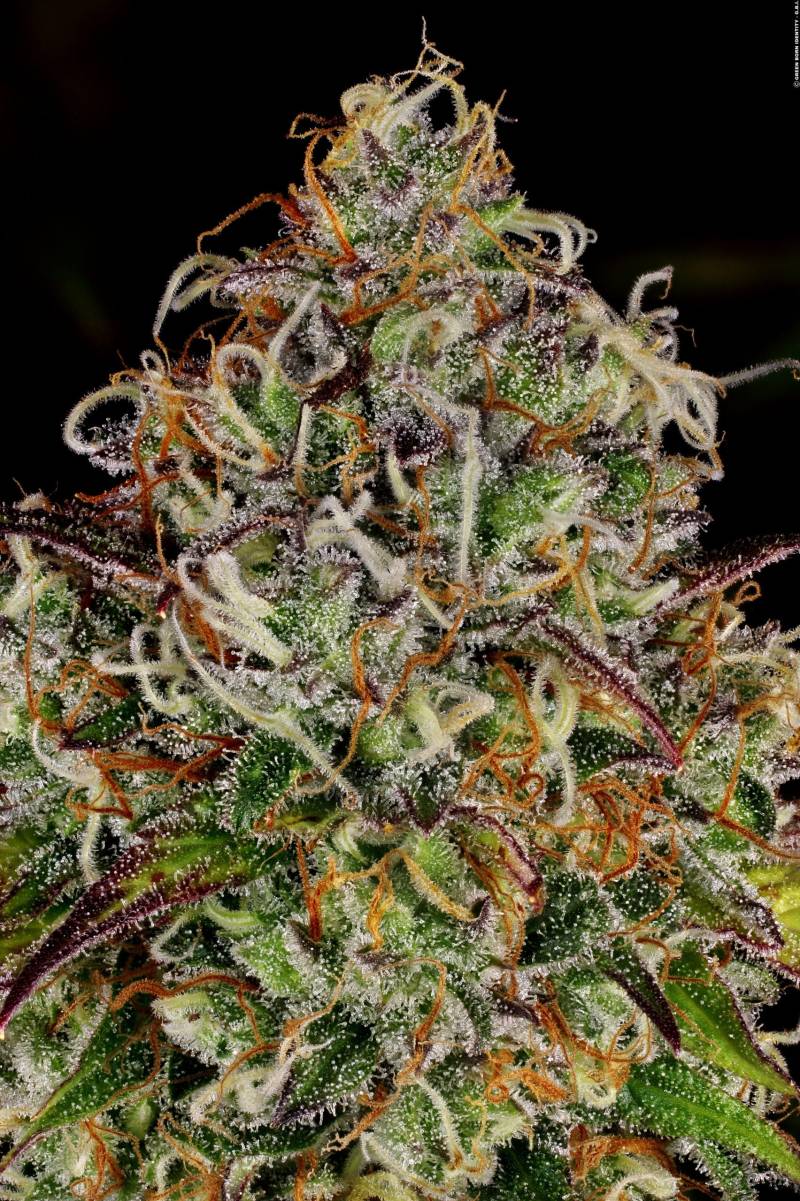 Apricot Candy von Paradise Seeds