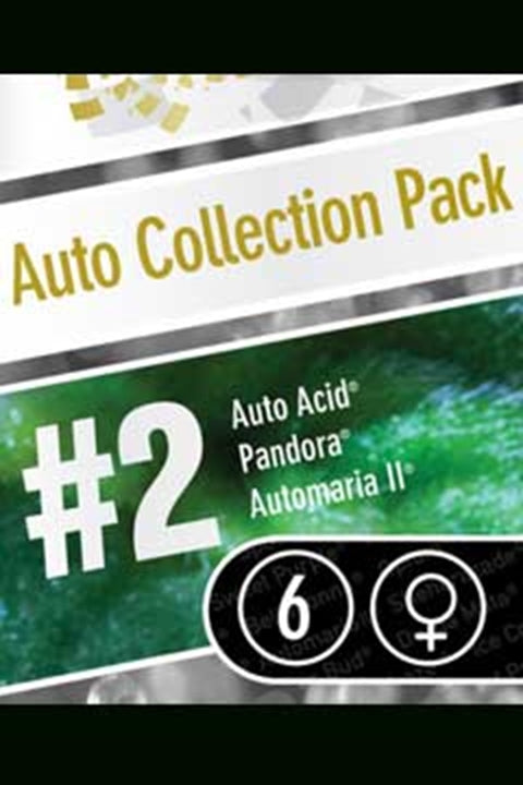 Auto Collection #2 feminisiert 6 Stück Auto Collection #2 feminisiert 6 Stück von Paradise Seeds
