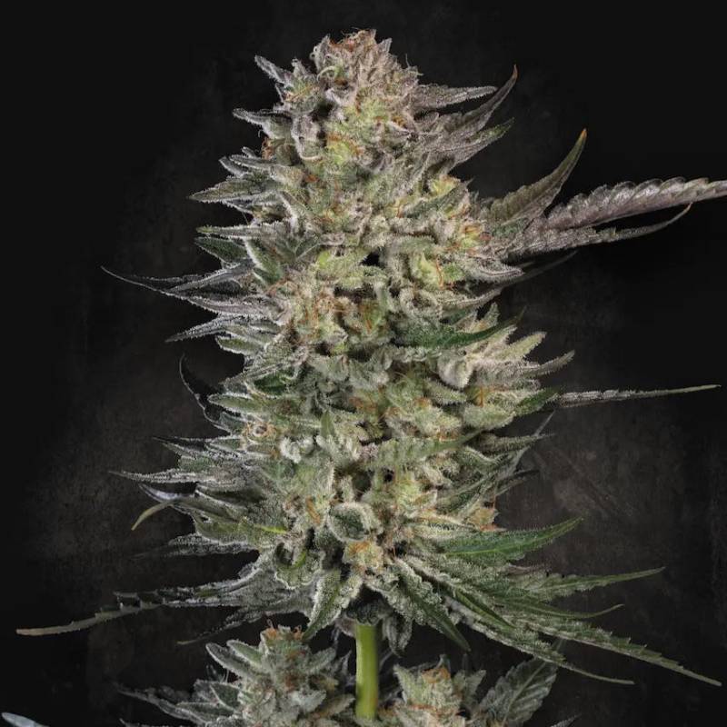 Candy Breath von Paradise Seeds