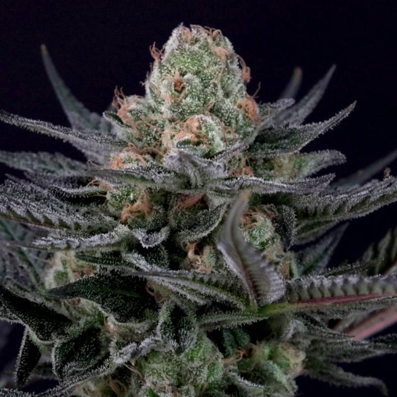 Caramba von Paradise Seeds