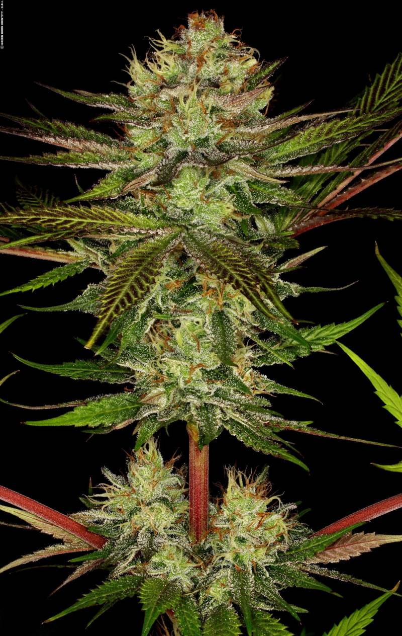 Chocolate Wafflez von Paradise Seeds