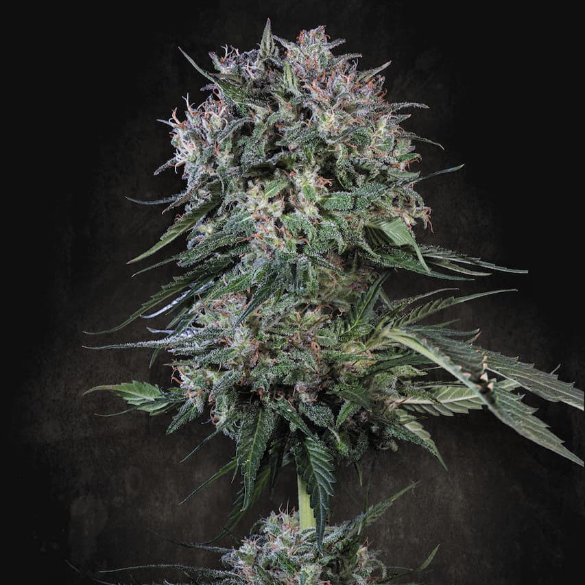 Doppler Doppler von Paradise Seeds