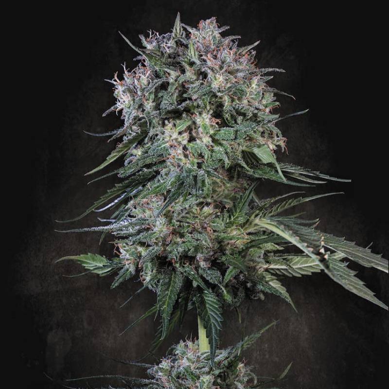 Doppler von Paradise Seeds