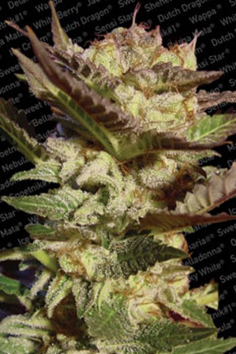 Durga Mata von Paradise Seeds
