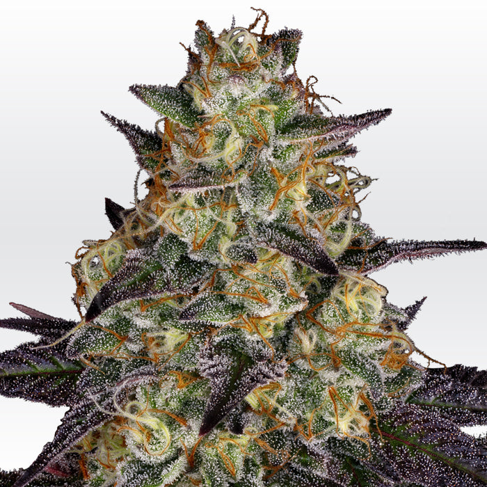 El Dorado OG von Paradise Seeds