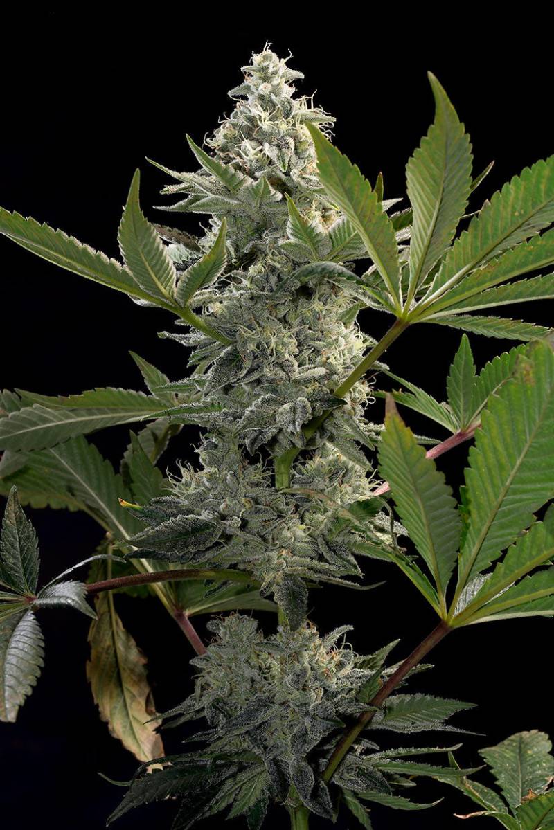 Glowstarz von Paradise Seeds