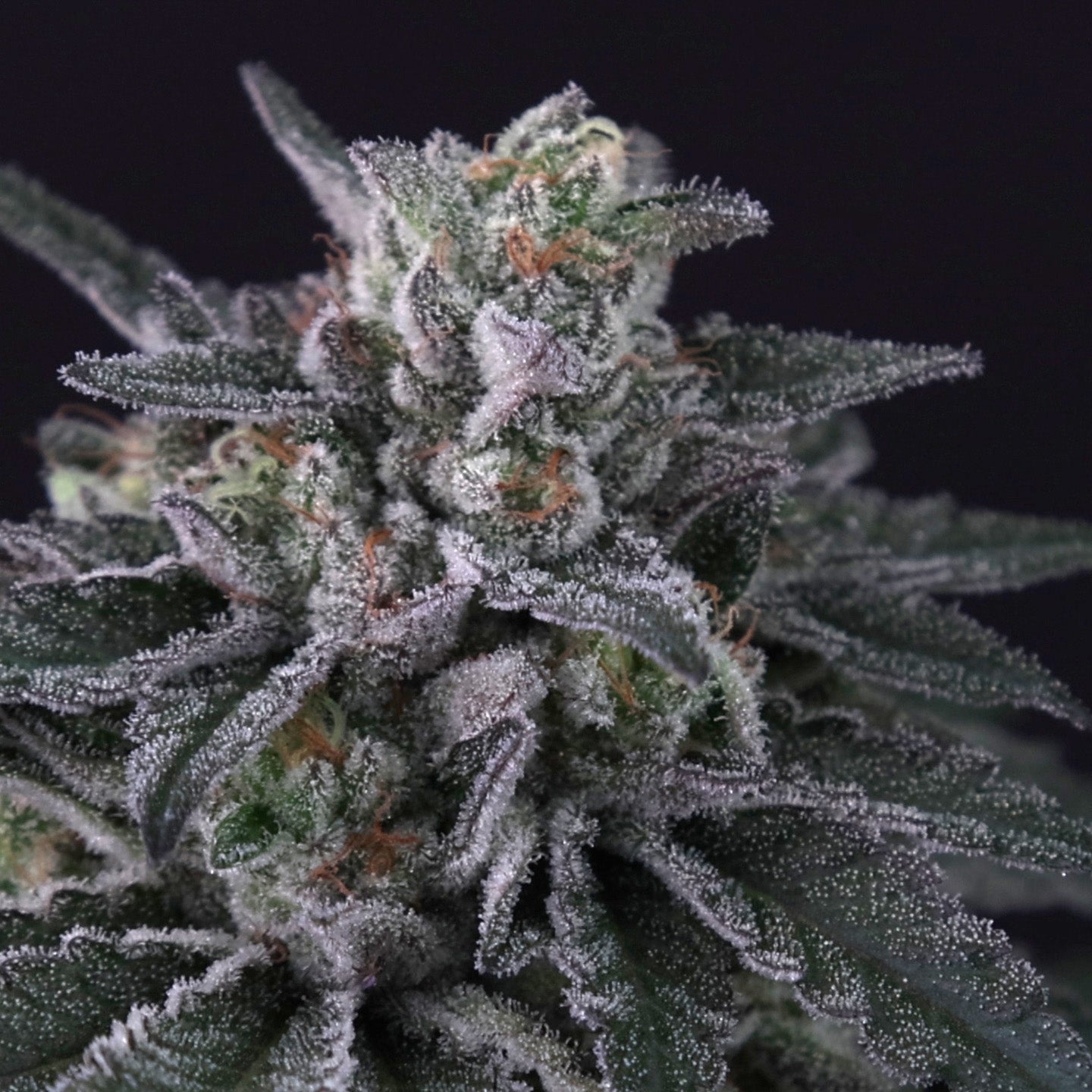 Gulupa Gulupa von Paradise Seeds