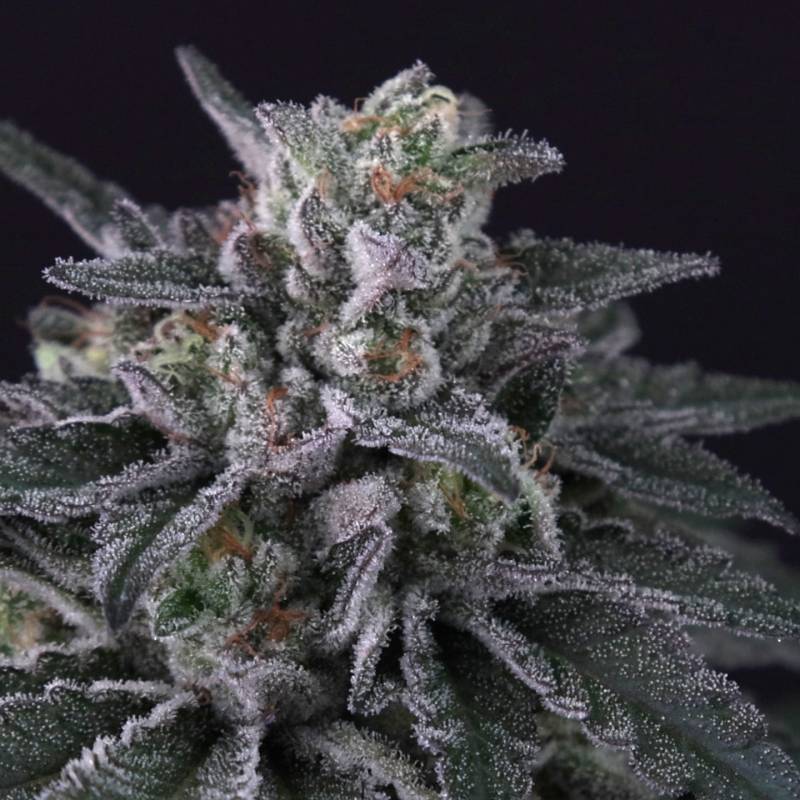 Gulupa von Paradise Seeds